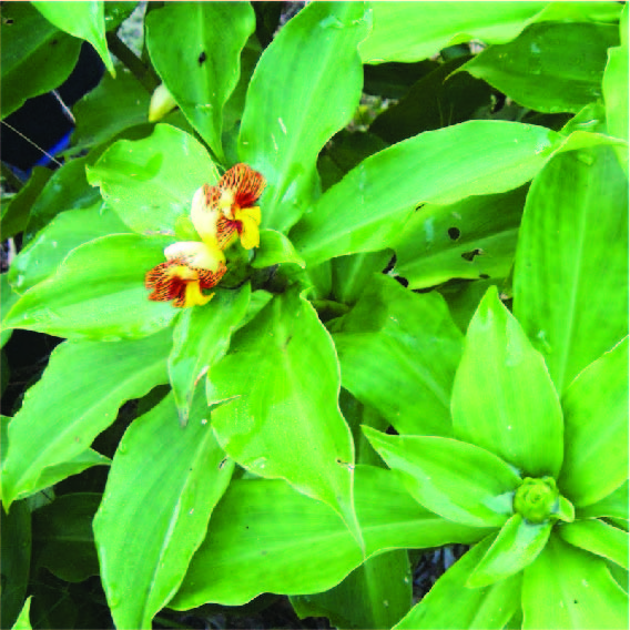  Insulin-Plants-In-India | Costus-Igneus-Nak-Plant-Producer